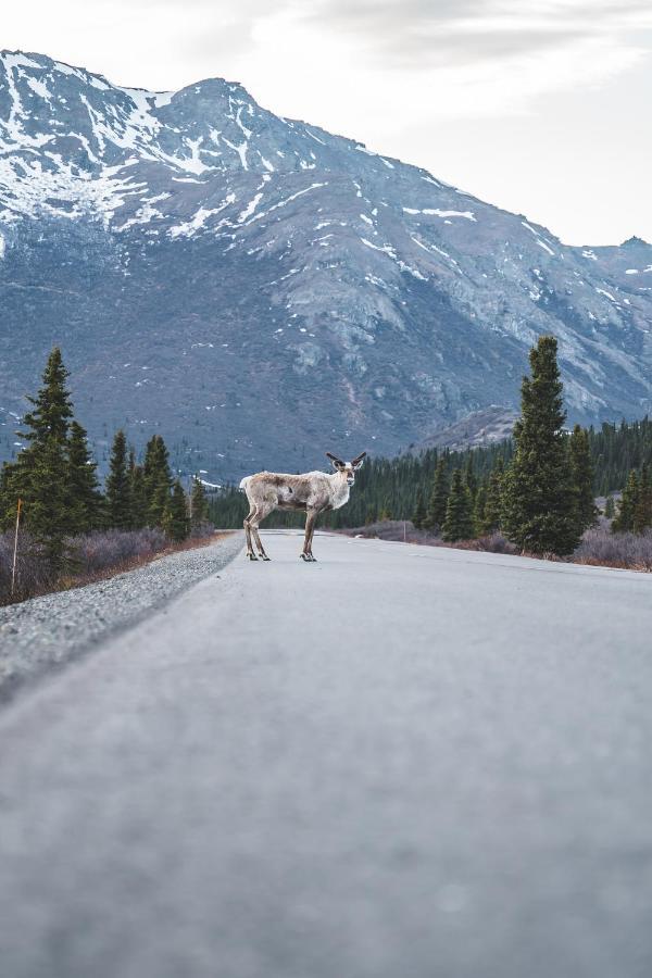 Denali Wild Stay - Moose Cabin, Free Wifi, 2 Private Bedrooms, Sleep 6 Healy Zewnętrze zdjęcie