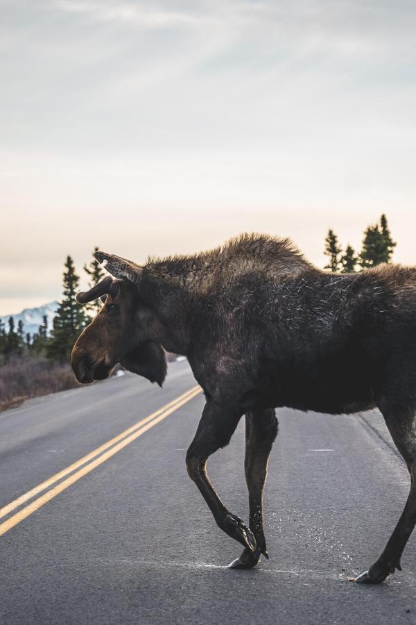 Denali Wild Stay - Moose Cabin, Free Wifi, 2 Private Bedrooms, Sleep 6 Healy Zewnętrze zdjęcie